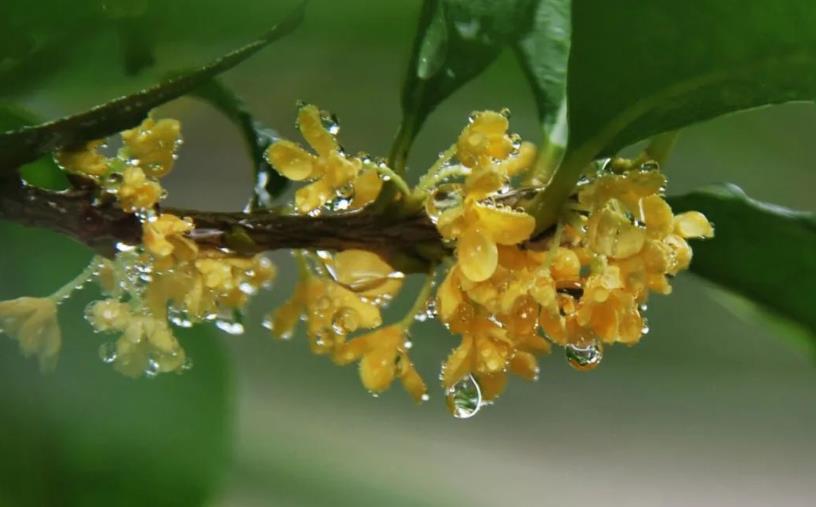 春季桂花移栽修剪有訣竅，襄陽園林綠化公司親傳經(jīng)驗，來年花多枝密長勢好