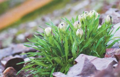 冰天雪地，為何也有植物開花？